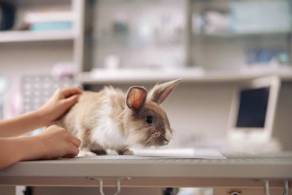 Conejo en la Clínica Veterinaria El Arca de Noé, Valladolid