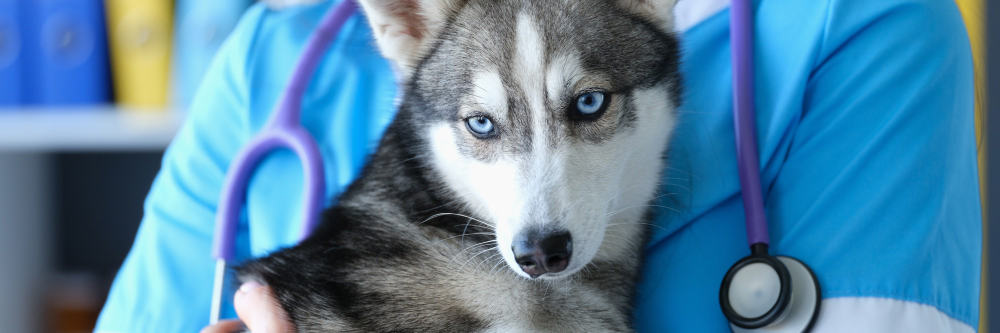 Desparasitación de un perro en El Arca de Noé, Valladolid