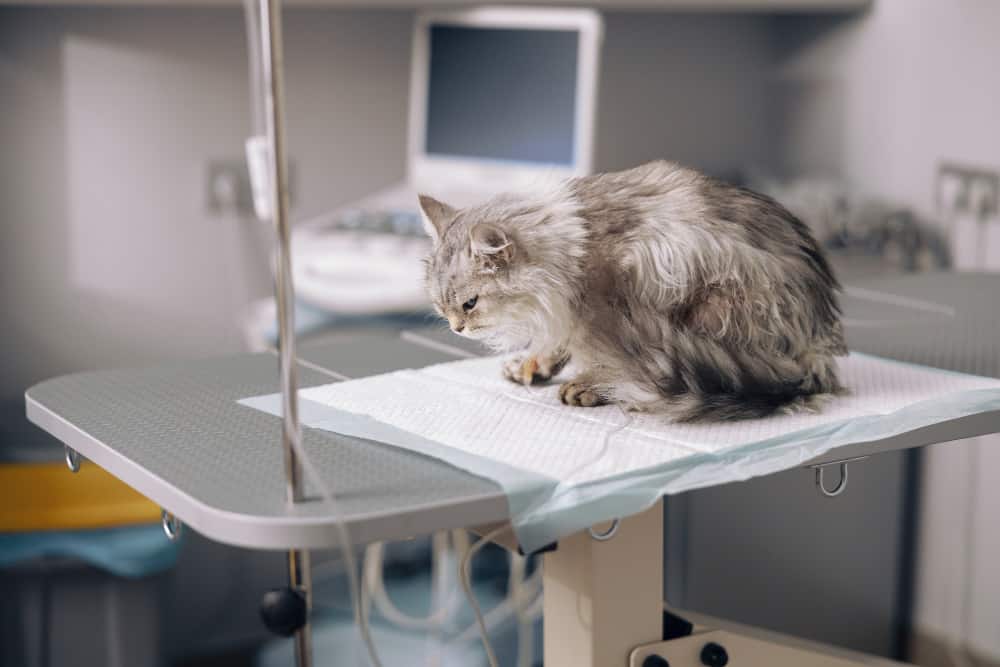 Gato en consulta en la Clínica Veterinaria El Arca de Noé, Valladolid