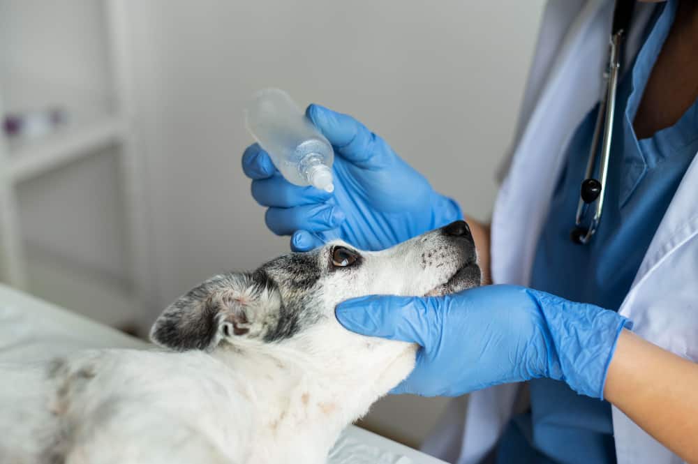 Perro en consulta veterinaria en El Arca de Noé, Valladolid