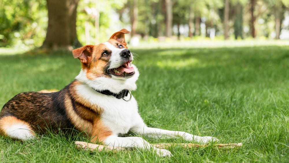 Perro identificado con microchip en Valladolid