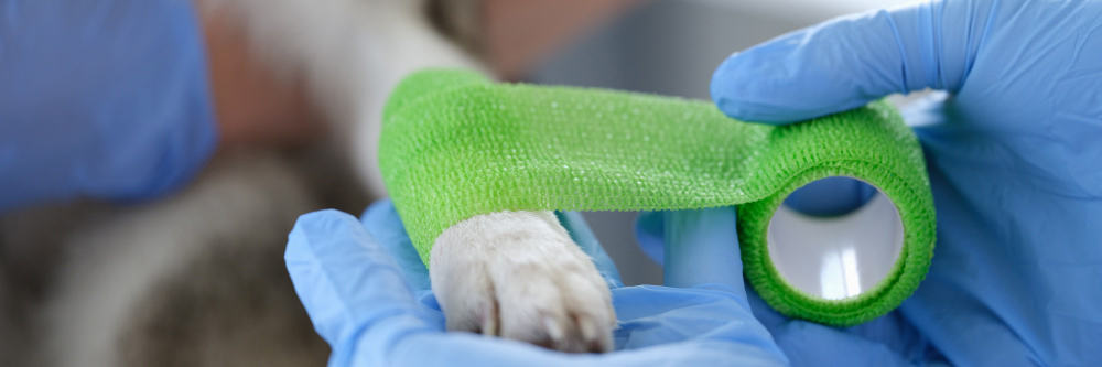 Revisión veterinaria en El Arca de Noé, Valladolid