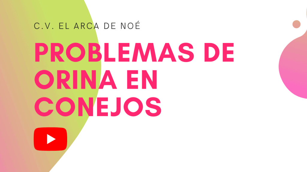 Problemas de orina en conejos