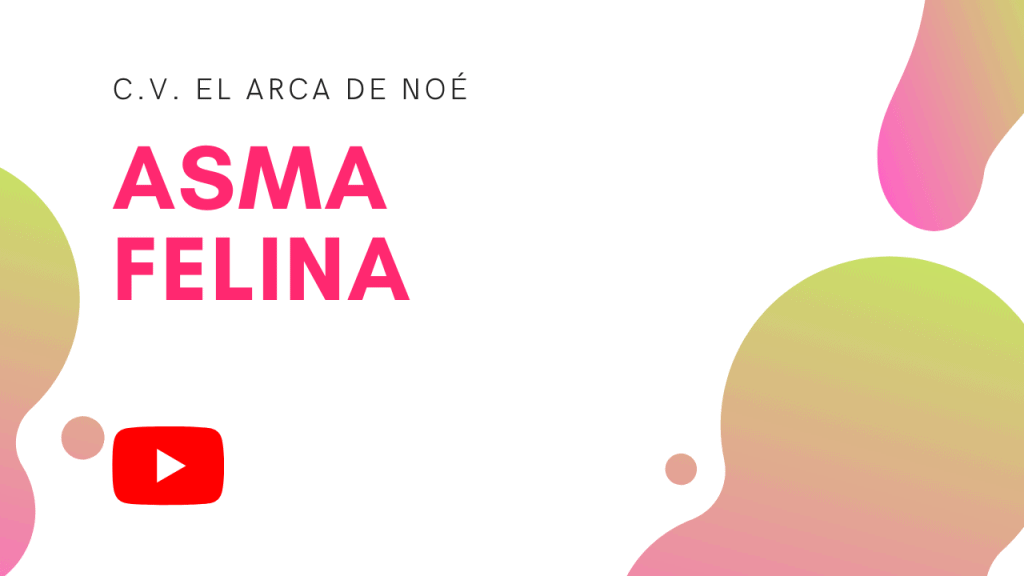 Asma felina