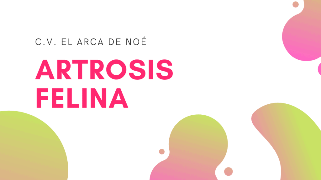 Artrosis Felina