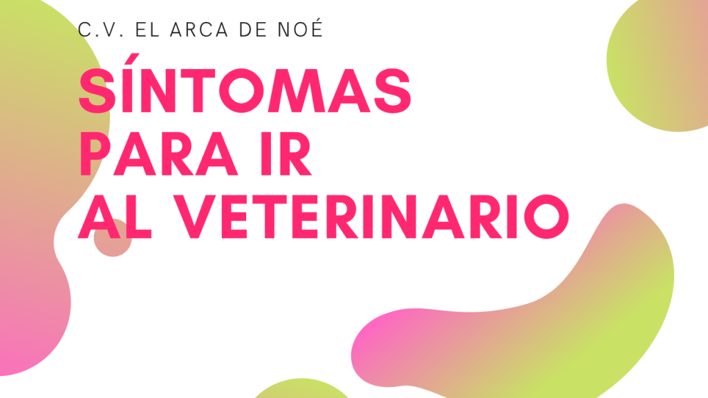 Síntomas gato
