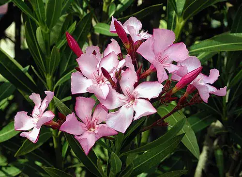 Plantas tóxicas para gatos y perros: guía visual con fotos 3 Flores rosas y hojas alargadas de adelfa