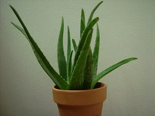 Plantas tóxicas para gatos y perros: guía visual con fotos 22 Aloe vera en maceta