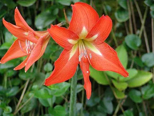 Plantas tóxicas para gatos y perros: guía visual con fotos 11 Flor roja de amarilis