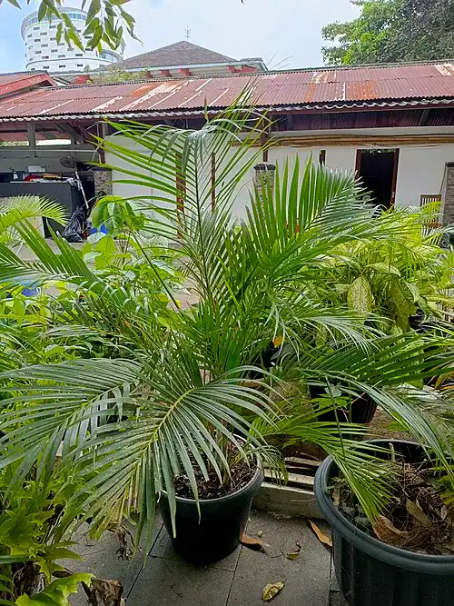 Plantas tóxicas para gatos y perros: guía visual con fotos 31 Areca