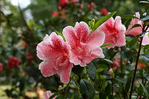 Plantas tóxicas para gatos y perros: guía visual con fotos 6 Azalea con flores rosas