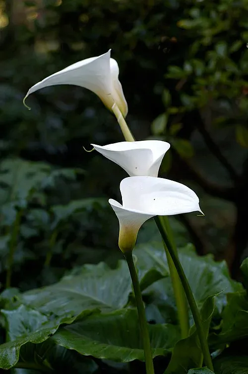 Plantas tóxicas para gatos y perros: guía visual con fotos 20 Flor blanca de cala