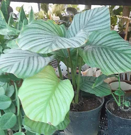 Plantas tóxicas para gatos y perros: guía visual con fotos 29 Calathea