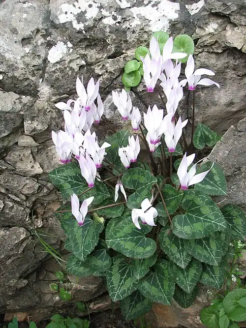 Plantas tóxicas para gatos y perros: guía visual con fotos 12 Ciclámenes de flor rosa pálido