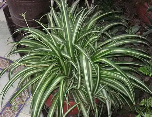 Plantas tóxicas para gatos y perros: guía visual con fotos 28 Cinta