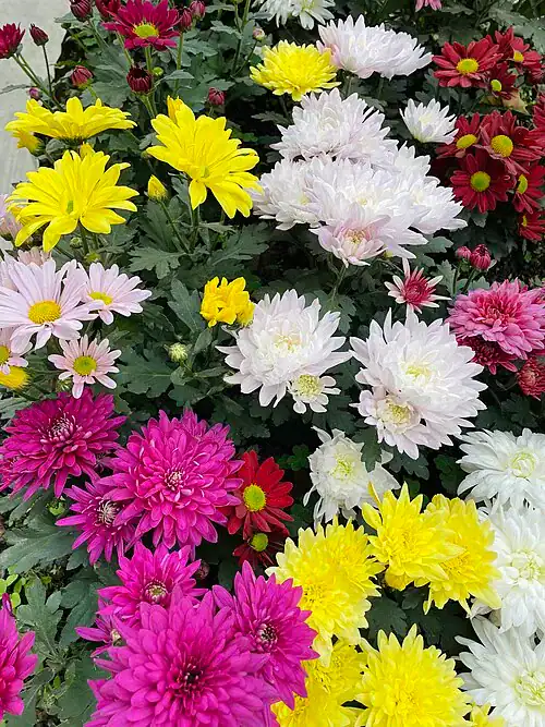Plantas tóxicas para gatos y perros: guía visual con fotos 26 Crisantemos de varios colores