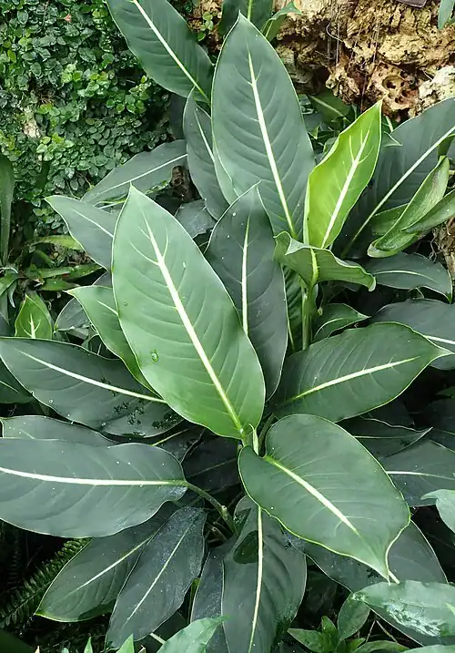 Plantas tóxicas para gatos y perros: guía visual con fotos 17 Hojas grandes de dieffenbachia
