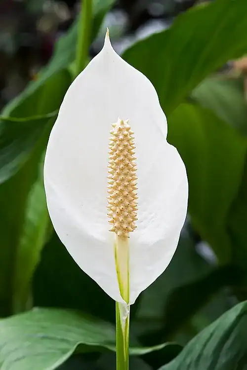 Plantas tóxicas para gatos y perros: guía visual con fotos 21 Flor blanca de espatifilo