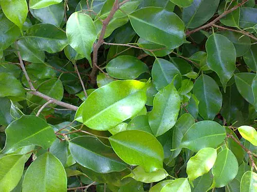 Plantas tóxicas para gatos y perros: guía visual con fotos 27 Hojas brillantes de ficus
