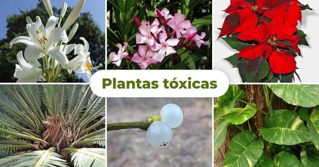Plantas tóxicas para gatos y perros: guía visual con fotos 1 Mosaico de plantas tóxicas para gatos y perros: azucena, adelfa, flor de Pascua, cica, muérdago y potus