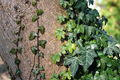Plantas tóxicas para gatos y perros: guía visual con fotos 16 Hiedra trepando por un muro