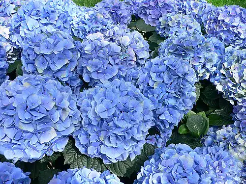 Plantas tóxicas para gatos y perros: guía visual con fotos 25 Hortensias azules