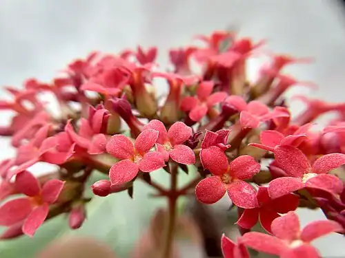 Plantas tóxicas para gatos y perros: guía visual con fotos 13 Kalanchoe con flores rojas