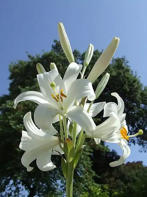 Plantas tóxicas para gatos y perros: guía visual con fotos 2 Azucenas blancas en flor