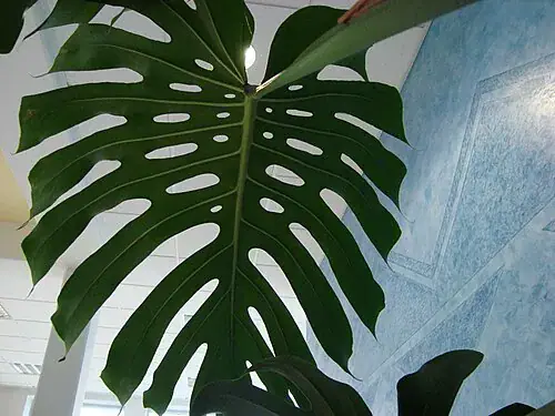 Plantas tóxicas para gatos y perros: guía visual con fotos 19 Hoja recortada de monstera