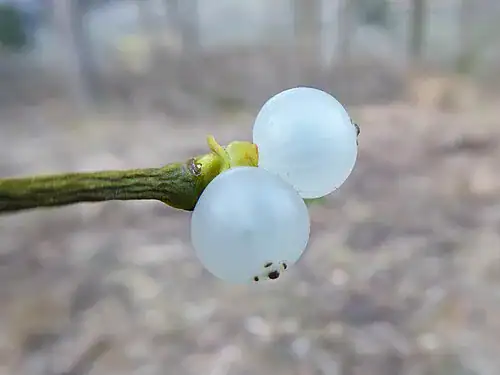 Plantas tóxicas para gatos y perros: guía visual con fotos 14 Bayas blancas de muérdago