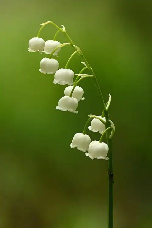 Plantas tóxicas para gatos y perros: guía visual con fotos 8 Campanillas blancas de lirio de los valles
