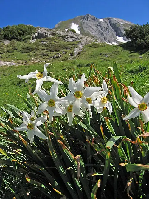 Plantas tóxicas para gatos y perros: guía visual con fotos 9 Narcisos blancos en flor