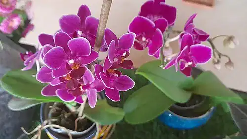 Plantas tóxicas para gatos y perros: guía visual con fotos 32 Orquídea