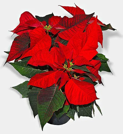 Plantas tóxicas para gatos y perros: guía visual con fotos 23 Flor de Pascua roja