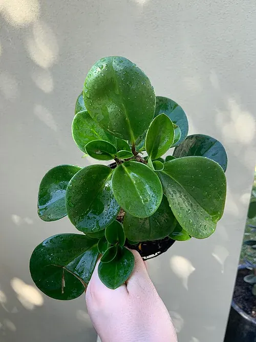 Plantas tóxicas para gatos y perros: guía visual con fotos 34 Peperomia