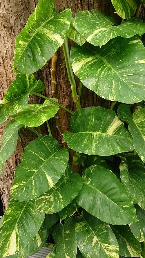 Plantas tóxicas para gatos y perros: guía visual con fotos 18 Potus con hojas verdes y amarillas