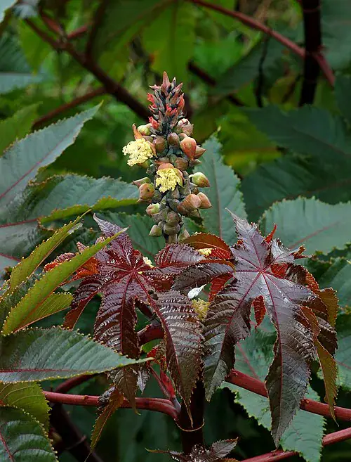 Plantas tóxicas para gatos y perros: guía visual con fotos 7 Ricino con hojas rojizas y frutos