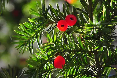 Plantas tóxicas para gatos y perros: guía visual con fotos 5 Rama de tejo con frutos rojos