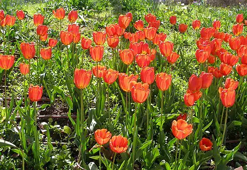 Plantas tóxicas para gatos y perros: guía visual con fotos 10 Campo de tulipanes rojos